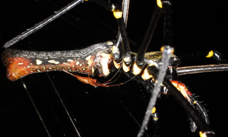 Illustration for article titled Scientists Discover the Largest Orbweaving Spider in the World